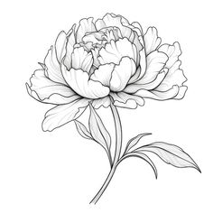 Foto flor de peonía floral ai generada | Premium Photo #Freepik #photo #flores-rosadas #rosa-vintage #flor-rosa #flores-vintage Peony Line Drawing, Animal Stencil Art, Flowers Illustration