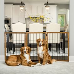 two dogs sitting on the floor in front of a gated dining room table and chairs