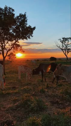 several cows are grazing in the field at sunset