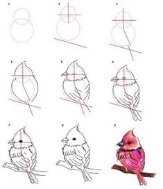 how to draw a bird sitting on a branch step by step instructions for beginners