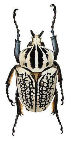 an insect with black and white stripes on it