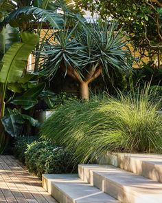 some plants and trees are in the middle of steps leading up to a tree house