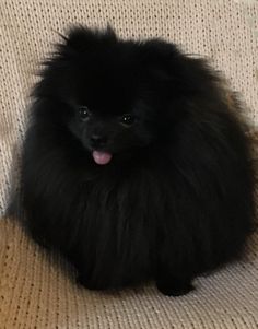 a small black dog sitting on top of a couch