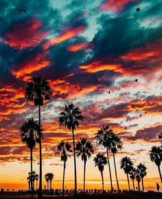 palm trees are silhouetted against a colorful sunset