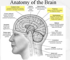 the anatomy of the brain and its major functions is shown in this graphic above it