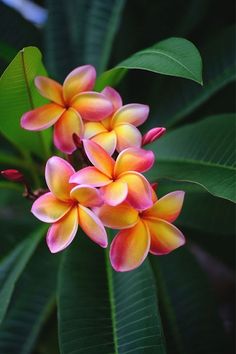 a bunch of flowers that are sitting on a tree branch with green leaves in the background