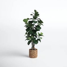 a potted plant sitting on top of a white table next to a brown basket