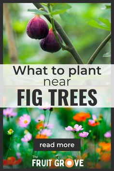 an image of flowers with the words, what to plant near fig trees read more