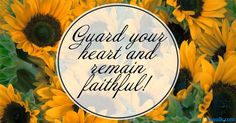 sunflowers with the words guard your heart and remain faithful