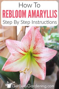 a flower with the title how to reblom amarylis step by step instructions