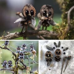 three different pictures with tiny birds on them and one has eyes that look like they are looking at something