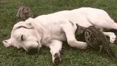 a large white dog laying on top of a grass covered field next to a cat