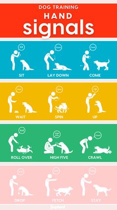 the dog training signals are shown in different colors