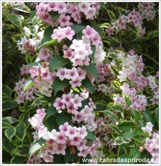 pink and white flowers are blooming on the bush