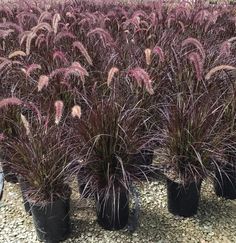 several black pots with purple plants in them