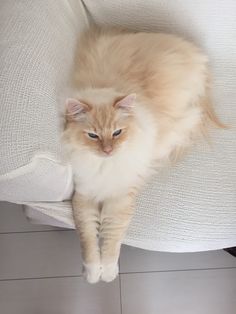 an orange and white cat sitting on top of a couch