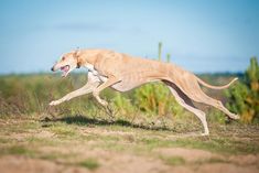 a dog running in the grass with its mouth open