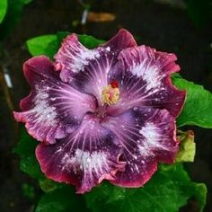 a purple and white flower with green leaves