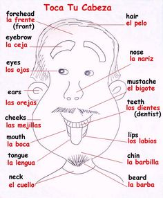 the parts of a man's face with words in spanish and english on it