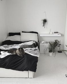 a black and white photo of a cat laying on a bed in a room with plants