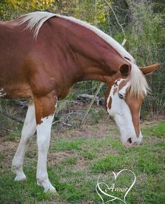 a brown and white horse standing on top of a lush green field next to a forest