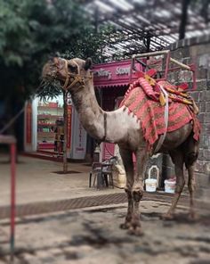 a camel standing in front of a building