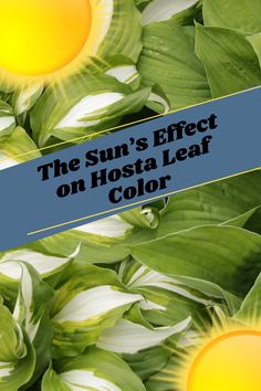 the sun's effect on hosta leaf color