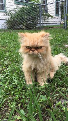 an orange cat sitting in the grass with it's eyes wide open and looking at the camera