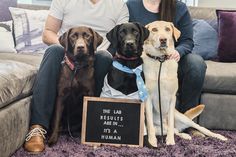 three dogs sitting next to a woman on the floor in front of a sign that says, the lab rescuers aren't not a human