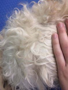 a close up of a person's hand on top of a fluffy white dog