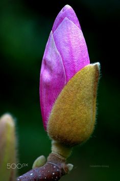 a pink flower bud on a tree branch