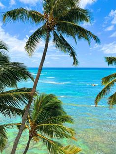 palm trees on the beach with clear blue water