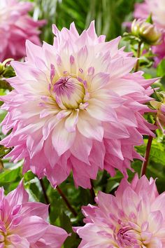 pink and white flowers with green leaves in the background