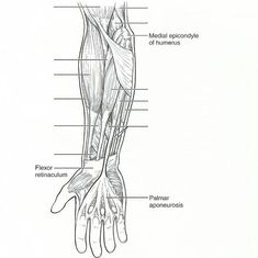 the muscles are labeled in this diagram, with labels on each arm and wrist area