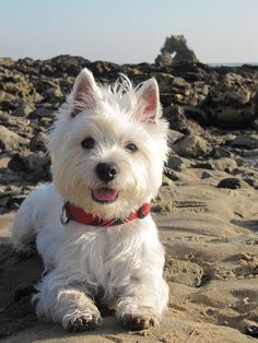 a small white dog sitting on top of a sandy beach next to the ocean and rocks