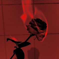 a single rose is shown in red light