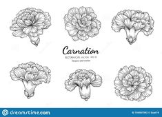 the carnations in black and white are drawn by hand on a white background