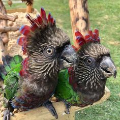 Red-fan Parrots (also known as the Hawk-headed Parrot) Love Parrots, Green Wing, Grey Parrot, African Grey Parrot, Black Patch, Exotic Bird, Parakeets, African Grey, Love Birds