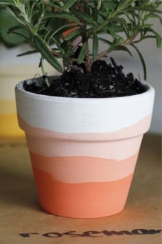 a potted plant sitting on top of a table