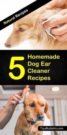 a dog is getting his hair cut with the title 5 homemade dog ear cleaner recipes