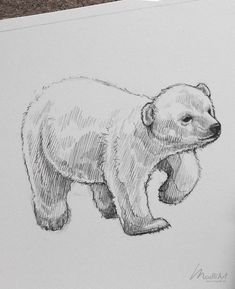 a pencil drawing of a bear on paper