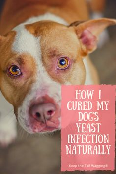 a brown and white dog with the words how i curl my dogs yeast infection naturally