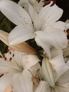 white flowers with brown stamens in the middle