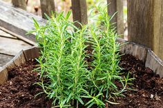 a close up of a plant in dirt near a fence