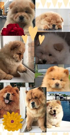 four different pictures of dogs with hearts and flowers on them, one is brown the other is white