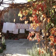 clothes hanging out to dry in the sun on a line with potted plants next to it