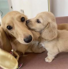 two puppies are playing with each other on the couch in front of a mirror