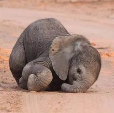 a baby elephant laying on the ground next to it's mother