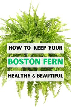 Boston fern care, indoor fern care, how to grow Boston fern, best tips for 
growing Boston fern, beginner's guide to Boston fern, Boston fern 
maintenance, Boston fern watering tips, fertilizing Boston fern, 
propagating Boston fern, repotting Boston fern, LSI keywords: fern care for 
beginners, Boston fern growing techniques, cultivating Boston ferns, caring 
for indoor ferns, fern care tips for newbies. Boston Fern Care, Indoor Shade Plants, Big Indoor Plants, Fern Care, Hanging Plants Indoor