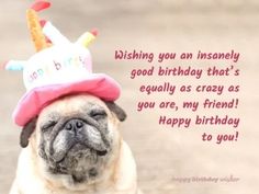 a pug dog wearing a birthday hat with the words, wishing you an insannely good birthday that's equally as crazy as you are, my friend